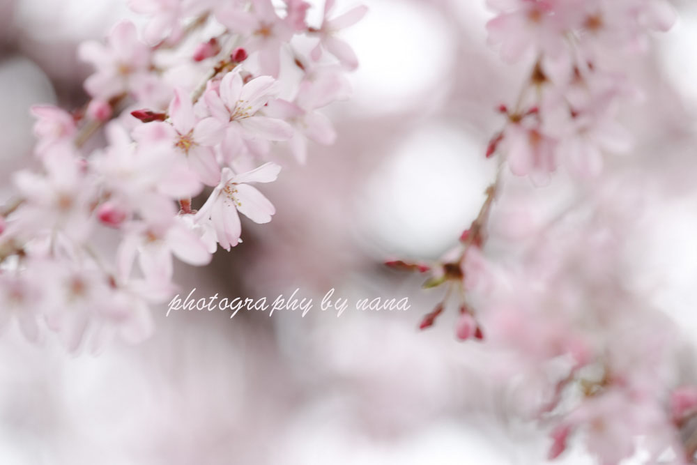 桜１１_MG_0693