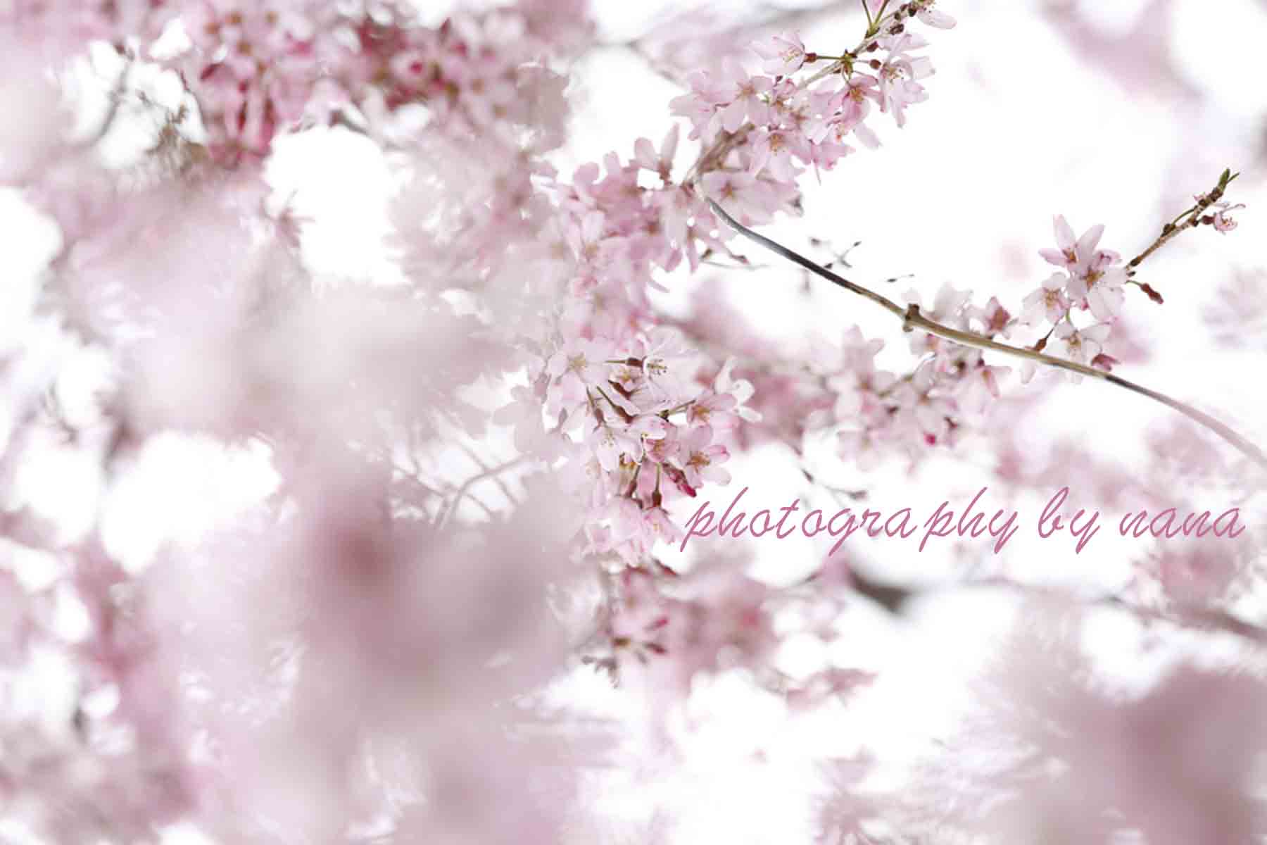 桜１_MG_0694