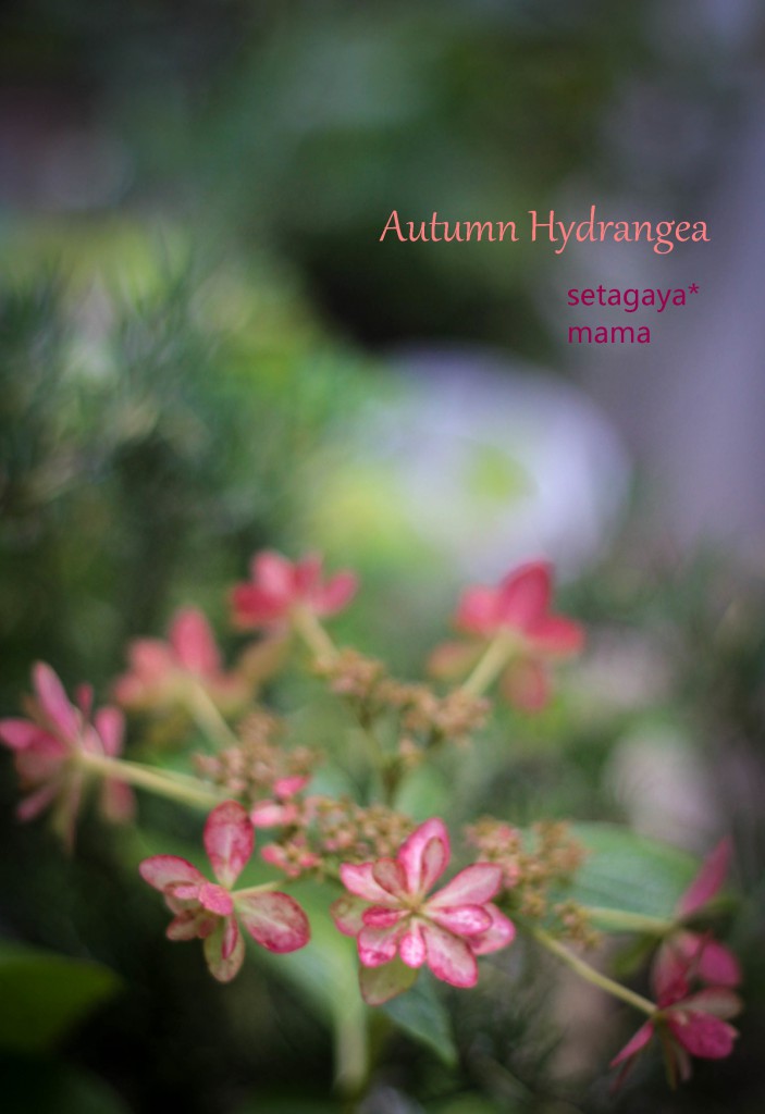 Autumn hydrangeaIMG_5688