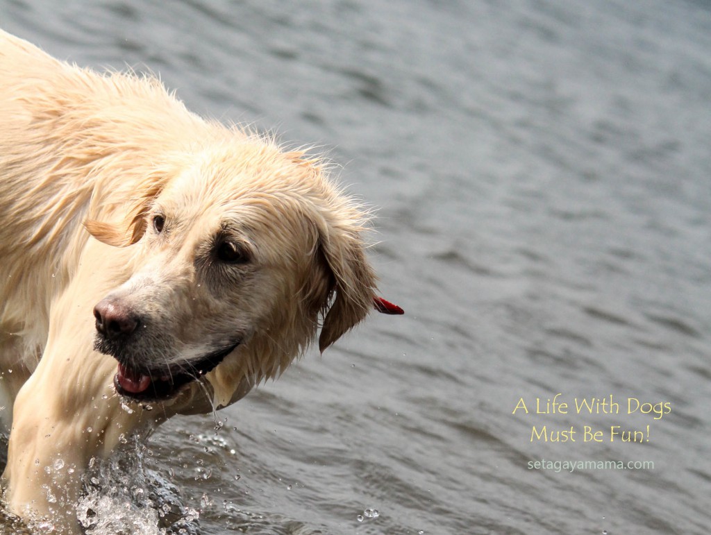 Dogs IMG_7081