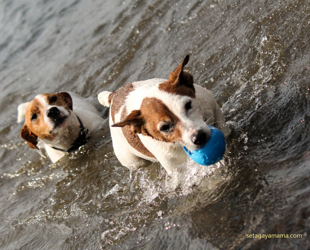 Dogs IMG_7084
