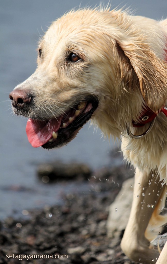 Dogs IMG_7089