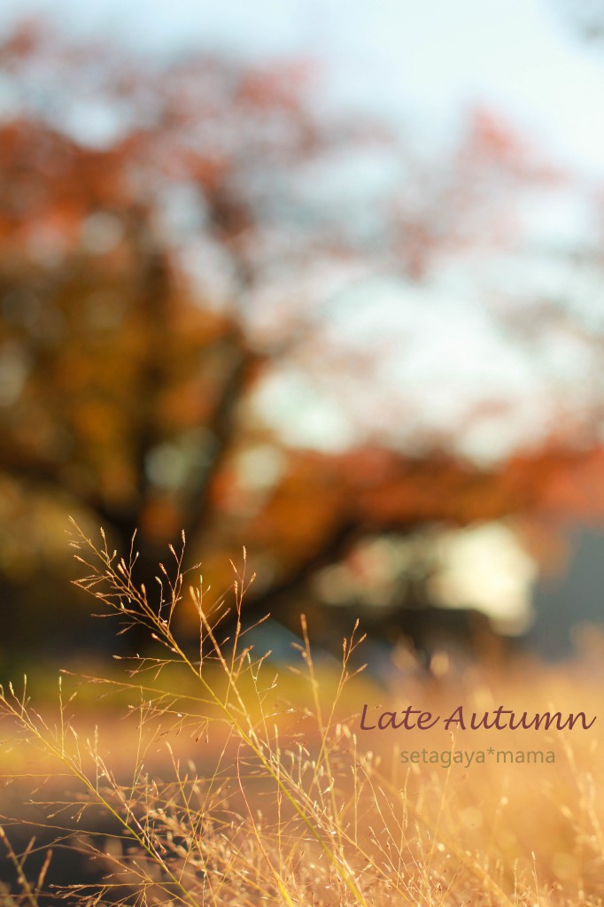 Late Autumn IMG_8650