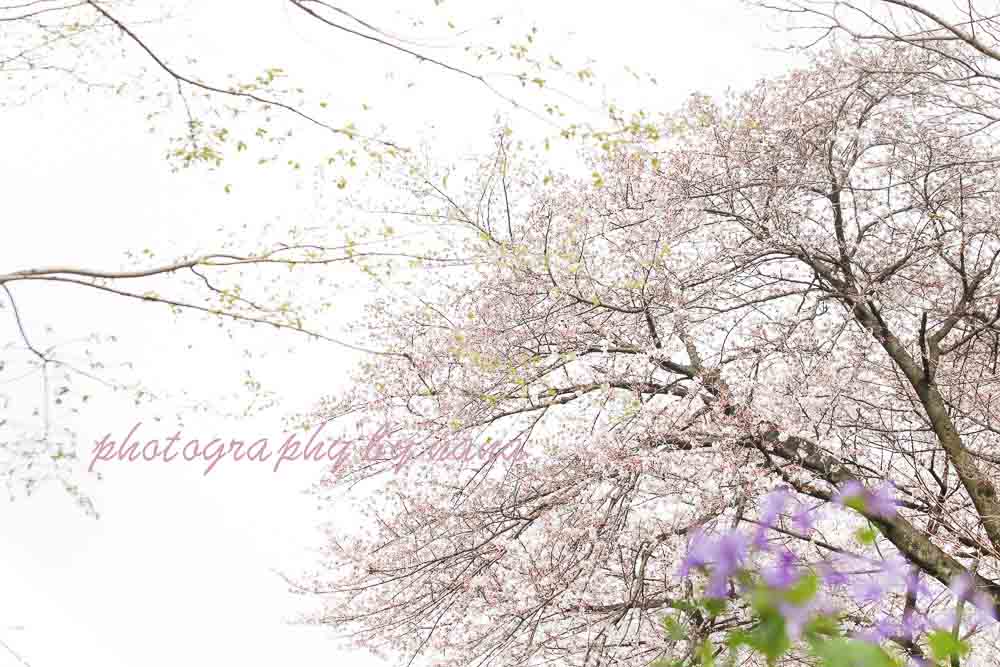 桜１０_MG_0487