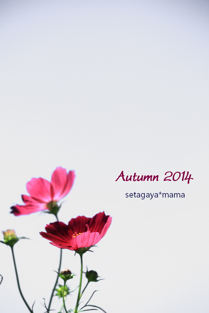 autumn 2014 IMG_7296