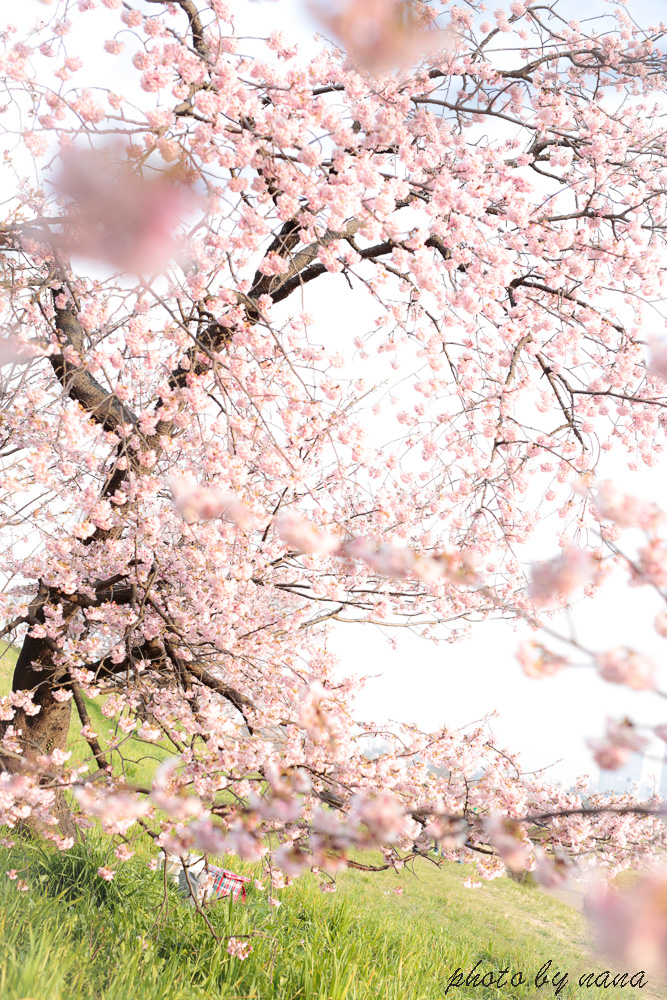 cherry-blossoms_MG_8732