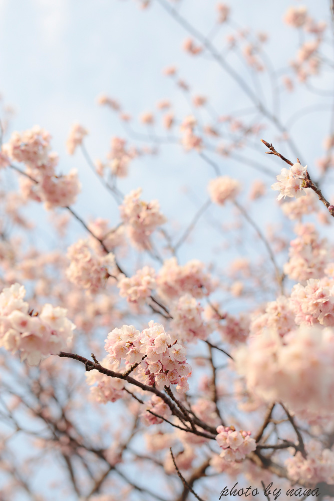 cherry-blossoms_MG_8734