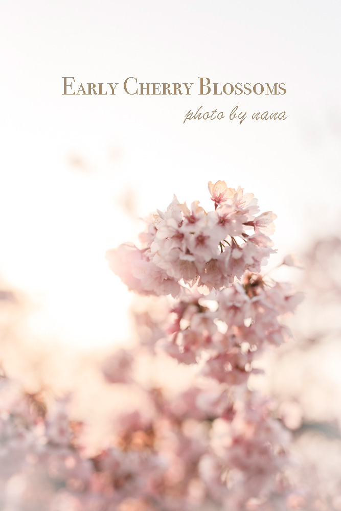 cherry-blossoms_MG_8749