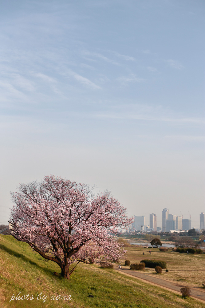 cherry-blossoms_MG_8754