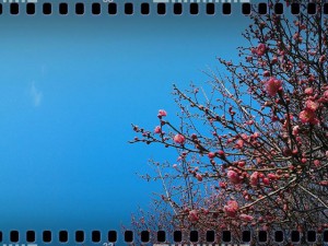 plum tree 2