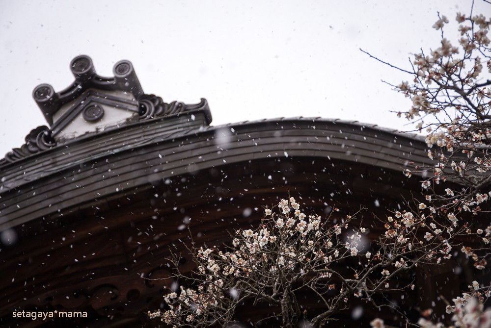 snowing kyoto_MG_4743