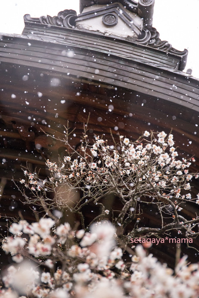 snowing kyoto_MG_4752