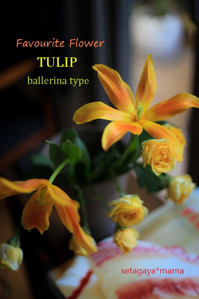 tulip 2 IMG_0592